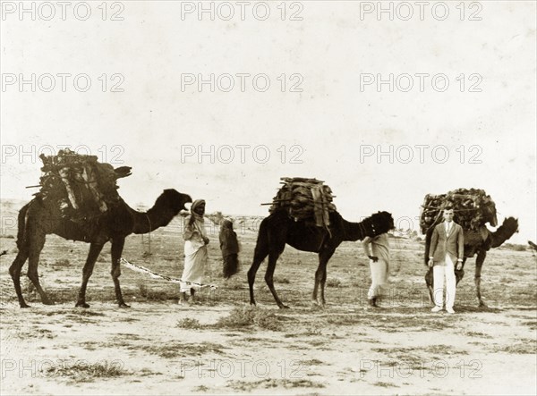 Camels carrying firewood. A European man identified as 'Lieutenant Poyntz' poses beside a procession of camels carrying firewood to his camp. Basidu, Qeshm Island, Persia (Iran), circa 1900. Basidu, Qeshm Island, Iran, Middle East, Asia.