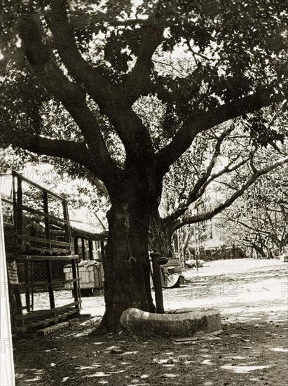 Road to the Bombay dockyard. A large tree overshadows a road leading to the slipways and boat sheds of a government dockyard belonging to the Royal Indian Marine Service. Bombay (Mumbai), India, circa 1900. Mumbai, Maharashtra, India, Southern Asia, Asia.