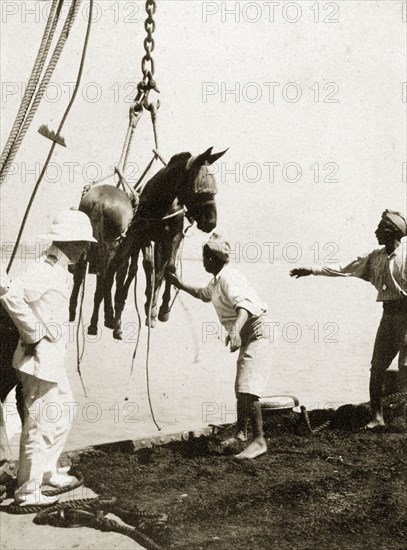 Hoisting mules aboard. A pair of blindfolded mules are hoisted aboard a naval transport ship. Indian Ocean, circa 1900., Southern Asia, Asia.
