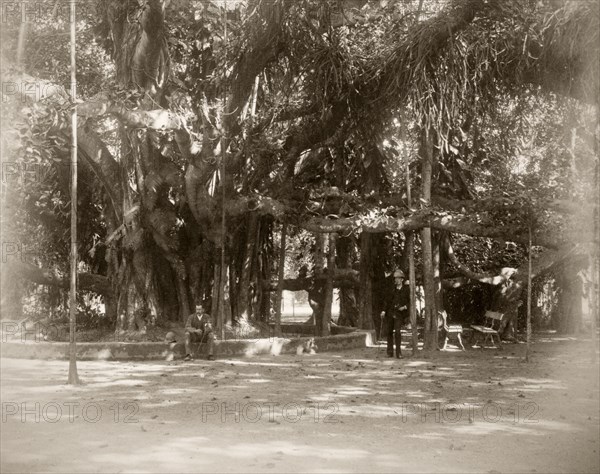 In the shade of the Banyan tree. Two men pause for thought under a large Banyan tree growing in botanical gardens. Possibly Kolkata, India, circa 1890. India, Southern Asia, Asia.