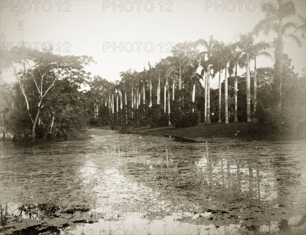 Palms by a pool, India. A row of palms line the length of a still pond in what is possibly the Botanical Gardens of Kolkata. Kolkata, India, circa 1890. India, Southern Asia, Asia.