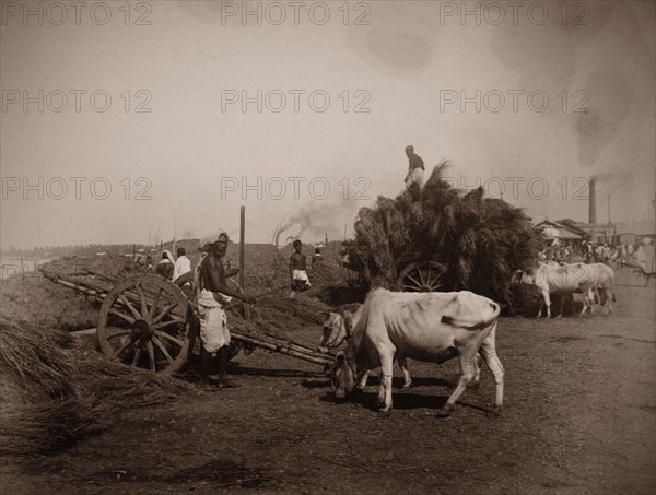 Unloading carts at the Hooghly River. Workers unload cattle-drawn carts filled with what appears to be either straw or reeds, at a harbour located on the banks of the Hooghly River. Calcutta (Kolkata), India, circa 1890. Kolkata, West Bengal, India, Southern Asia, Asia.