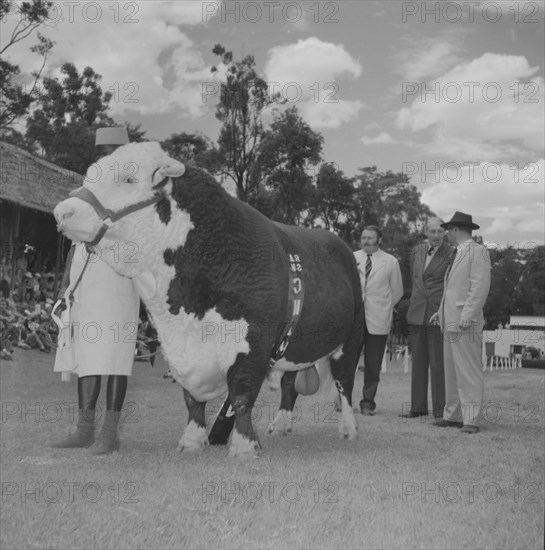 Cattle at the Royal Show. An panel of officials judge a large bull in an arena at the Royal Show. Kenya, 25 September 1957. Kenya, Eastern Africa, Africa.