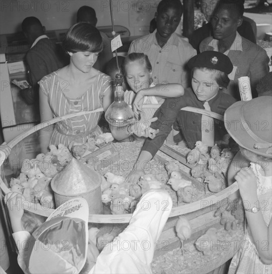 Baby chickens at the Royal Show. A group of European children reach into a circular pen at the Royal Show, eager to touch one of the Colney Farm baby chickens contained inside. Kenya, 25 September 1957. Kenya, Eastern Africa, Africa.