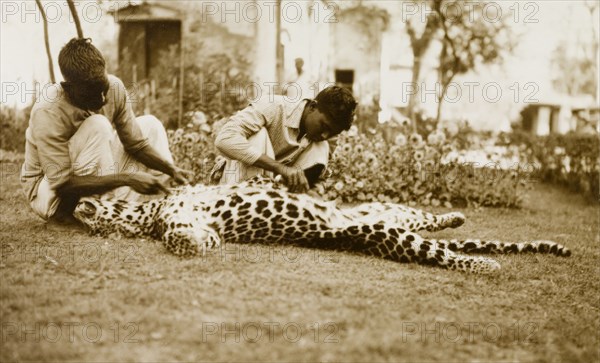 Skinning a panther. Two servants prepare to skin a dead panther lying outstretched on the ground, a trophy from a big game hunt. Probably Kumarpur, Bengal, India (Barisal, Bangladesh), circa 1940. Bangladesh, Southern Asia, Asia.