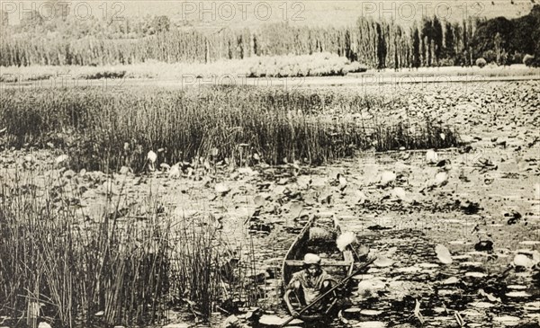 Canoe on Dal Lake. An Indian man squats low in a small canoe as he paddles through a dense layer of water hyacinths covering the surface of the Dal Lake. Srinagar, India, circa 1920. Srinagar, Jammu and Kashmir, India, Southern Asia, Asia.