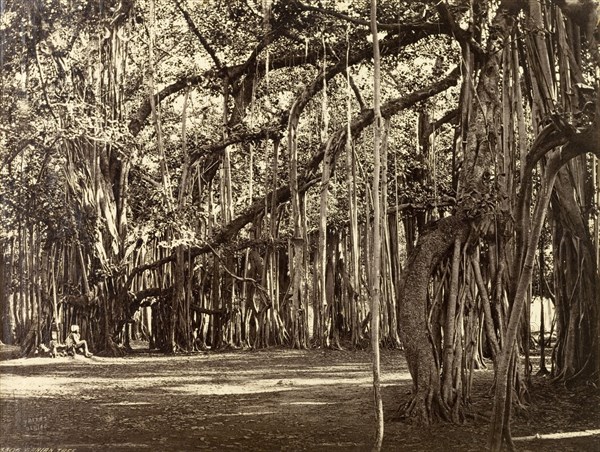 An Indian Banyan tree. An Indian Banyan tree (Ficus benghalensis), a type of tropical fig that can grow to giant proportions and cover several hectares. Possibly Calcutta (Kolkata), India, circa 1885. Kolkata, West Bengal, India, Southern Asia, Asia.