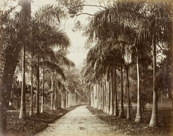 Cabbage Palm Walk, Ceylon. The Cabbage Palm Walk at Peradeniya Botanic Gardens. Kandy, Ceylon (Sri Lanka), circa 1885. Kandy, Central (Sri Lanka), Sri Lanka, Southern Asia, Asia.