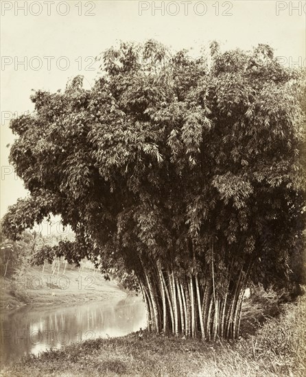 Giant bamboo, Ceylon. A giant bamboo (Dendrocalamus giganteus Wall. Ex Munro), growing on the banks of the Mahaweli River at Peradeniya Botanic Gardens. A man stands next to the plant, dwarfed by its gigantic size. Kandy, Ceylon (Sri Lanka), circa 1885. Kandy, Central (Sri Lanka), Sri Lanka, Southern Asia, Asia.