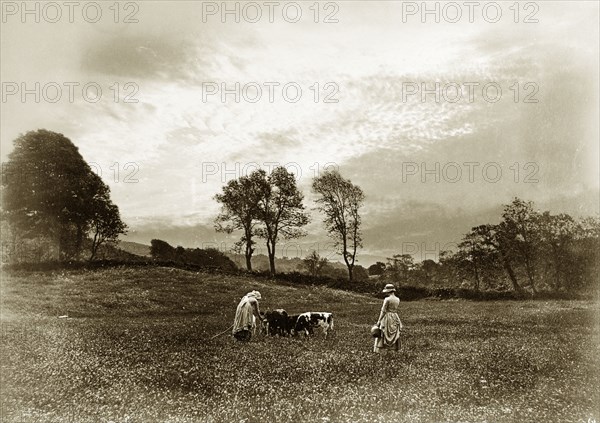 Feeding the Calves'. A copy of the Henry Peach Robinson's award-winning photograph, 'Feeding the Calves'. An original caption claims that the composition 'won 10 gold medals'. England, 1884. England (United Kingdom), Western Europe, Europe .