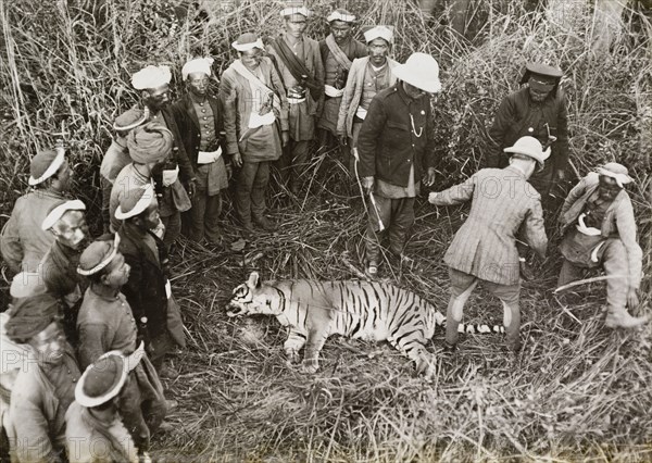 A tiger shot by King George V. Members of the royal party measure the carcass of a tiger shot by King George V on a hunt in Chitwan Valley, Nepal. An original caption claims the animal measured nine feet and ten inches (three metres) from nose to tail. Narayani, Nepal, circa 18 December 1911., Narayani, Nepal, Southern Asia, Asia.