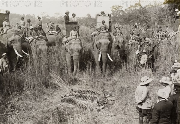 Three tigers after lunch. Members of the royal party gather around the carcasses of three tigers shot by King George V on a hunt in Chitwan Valley. Narayani, Nepal, circa 18 December 1911., Narayani, Nepal, Southern Asia, Asia.