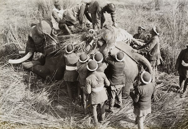 Padding' a tiger. Members of a royal hunting party 'pad' a tiger shot by King George V, hoisting the animal's carcass onto the back of an elephant ready for transportation. The King travelled to Nepal to hunt in Chitwan Valley following his Coronation Durbar in Delhi. Narayani, Nepal, 18 December 1911., Narayani, Nepal, Southern Asia, Asia.