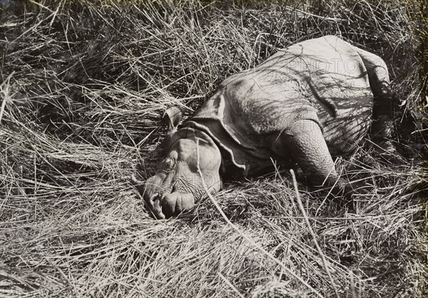 A rhinoceros shot by King George V. The carcass of a rhinoceros shot by King George V during a royal hunting trip to Chitwan Valley. Narayani, Nepal, circa 18 December 1911., Narayani, Nepal, Southern Asia, Asia.