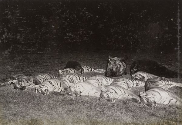 One day's bag'. A haul of animal carcasses, illuminated by torch light, includes the bodies of seven tigers and the head of a rhinoceros. The animals were all shot by King George V on a single day during a royal hunt in Chitwan Valley. Narayani, Nepal, circa 18 December 1911., Narayani, Nepal, Southern Asia, Asia.
