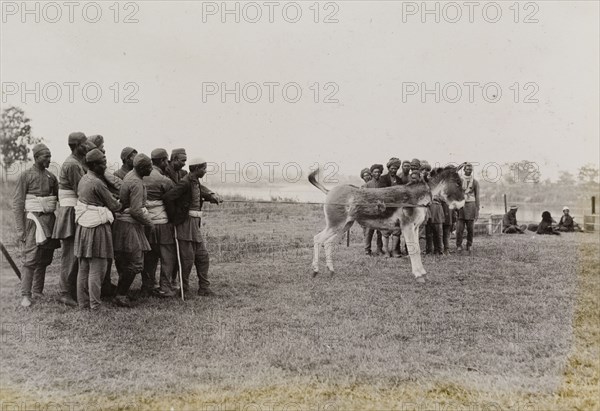 A wayward donkey. A team of servants restrain a wayward donkey. The animal was a gift, one of several presented to King George V by the Maharajah of Nepal on his visit to Chitwan Valley for a royal hunting trip. Narayani, Nepal, circa 17 December 1911., Narayani, Nepal, Southern Asia, Asia.