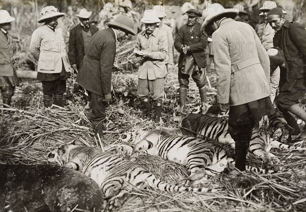 King George V inspects his bag. King George V (r.1910-36) inspects four tigers and a rare Himalayan bear that he has shot during a royal hunt in Chitwan Valley. Narayani, Nepal, 21 December 1911., Narayani, Nepal, Southern Asia, Asia.