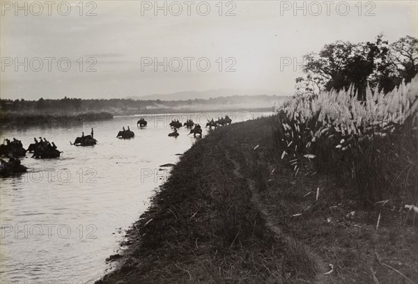 Return to camp. Mounted on elephants, King George V's royal hunting party crosses a river at sunset on its way back to camp in Chitwan Valley. Narayani, Nepal, circa 20 December 1911., Narayani, Nepal, Southern Asia, Asia.