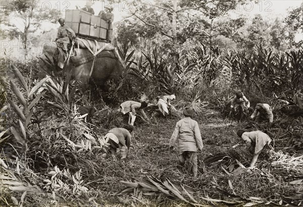 Clearing space for a royal lunch. King George V (r.1910-36) sits on the back of an elephant, watching as a number of Indian servants clear a space in the jungle for his royal hunting party to eat lunch. The King travelled to Nepal to hunt in Chitwan Valley following his Coronation Durbar in Delhi. Narayani, Nepal, circa 20 December 1911., Narayani, Nepal, Southern Asia, Asia.
