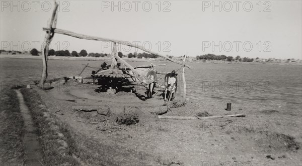 Irrigation by 'sagia'. Two harnessed bullocks walk in circles as they power a 'sagia' or animal-operated water wheel. This was one of several private pump schemes encouraged by the Sudanese government, which aimed to address irrigation problems caused by the construction of the Jebel Aulia Dam across the White Nile River. Umm Gerr, Sudan, circa 1945. Umm Gerr, Blue Nile, Sudan, Eastern Africa, Africa.