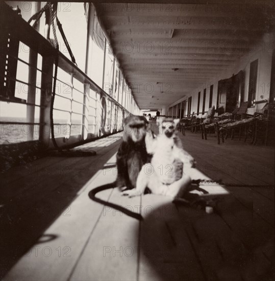 Monkey and lemur aboard the S.S. Balmoral Castle. A chained monkey and lemur sit together on the deck of the S.S. Balmoral Castle. The ship was transporting the Duke and Duchess of Connaught to England from South Africa, where they had recently opened the new Union Parliament in Cape Town. Probably Indian Ocean, Africa, circa 2 December 1910. Africa.