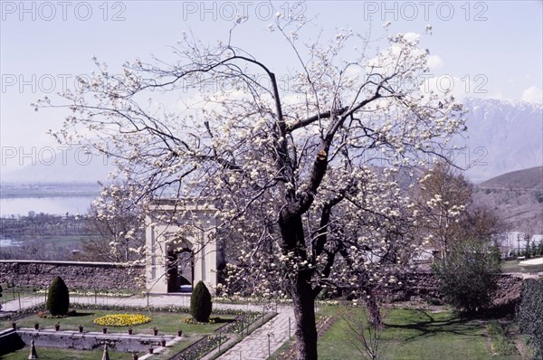 The Chashma Shahi Mughal gardens. A blossom tree in the Chashma Shahi Mughal gardens partially obscures the view across Dhal Lake. Srinagar, India, circa 1976. Srinagar, Jammu and Kashmir, India, Southern Asia, Asia.