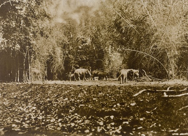 Wild elephants in the jungle. Glimpse of a small herd of wild Asian elephants (Elephas maximus) gathered in Kakankota Forest clearing. These animals were later captured by a hunting party led by the Maharajah of Mysore. Karnataka, India, 1909., Karnataka, India, Southern Asia, Asia.