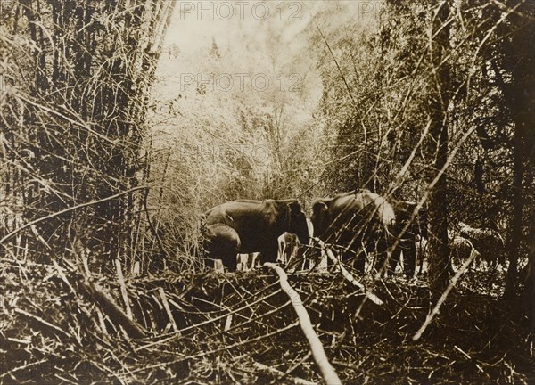 Beginning of the drive. A small herd of wild Asian elephants (Elephas maximus) gather in a Kakankota Forest clearing at the beginning of a hunting drive. These animals were later captured by the hunting party, which was led by the Maharajah of Mysore. Karnataka, India, 1909., Karnataka, India, Southern Asia, Asia.