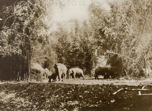 Facing the beaters. A cornered elephant faces the beaters of a hunting drive in the Kakankota Forests. These animals were later captured by the hunting party, which was led by the Maharajah of Mysore. Karnataka, India, 1909., Karnataka, India, Southern Asia, Asia.