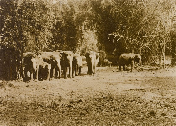 Facing the beaters. Several wild elephants face the beaters of a hunting drive in the Kakankota Forests. These animals were later captured by the hunting party, which was led by the Maharajah of Mysore. Karnataka, India, 1909., Karnataka, India, Southern Asia, Asia.