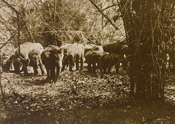 An elephant drive. A small herd of wild elephants (Elephas maximus) are driven through the Kakankota Forests by hunters. These animals were later captured by the hunting party, which was led by the Maharajah of Mysore. Karnataka, India, 1909., Karnataka, India, Southern Asia, Asia.