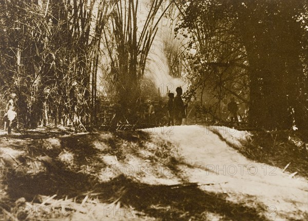 Firing' elephants through the jungle. A hunting party, led by the Maharajah of Mysore, sets light to a line of fire to drive a herd of wild elephants through the Kakankota Forests. Karnataka, India, 1909., Karnataka, India, Southern Asia, Asia.