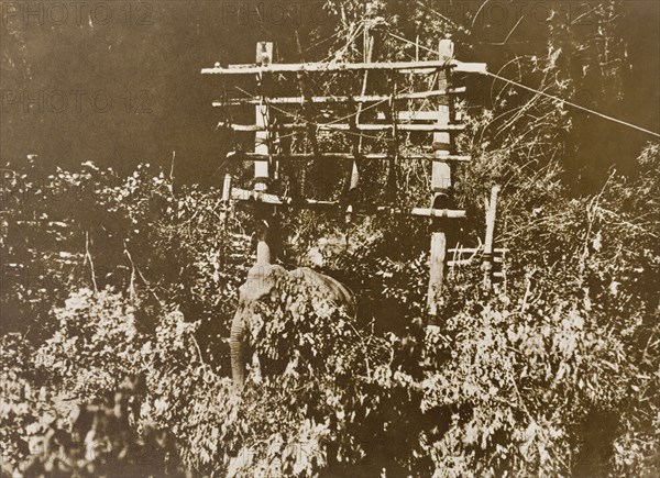 First elephant in the stockade. A wild elephant is lured into a stockade by a hunting party led by the Maharajah of Mysore. The animals were driven through the Kakankota Forests until the entire herd was funnelled into the trap. Karnataka, India, 1909., Karnataka, India, Southern Asia, Asia.