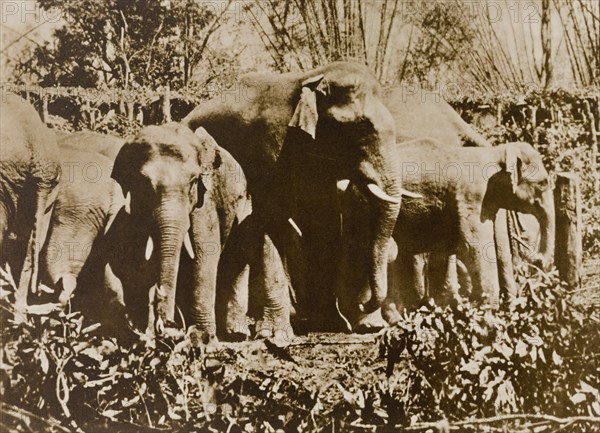 Suspicious herd. A small herd of wild elephants watches with suspiscion as hunters try to lure them into a trap using 'koomkees' (tame elephants). The hunting party that later captured these animals was led by the Maharajah of Mysore. Karnataka, India, 1909., Karnataka, India, Southern Asia, Asia.