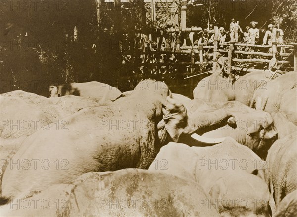 Fall of the gate. The gate falls on a stockade containing a newly impounded herd of wild elephants, captured in the Kakankota Forests. The hunting party was led by the Maharajah of Mysore, accompanied by Lord and Lady Minto. Karnataka, India, 1909., Karnataka, India, Southern Asia, Asia.