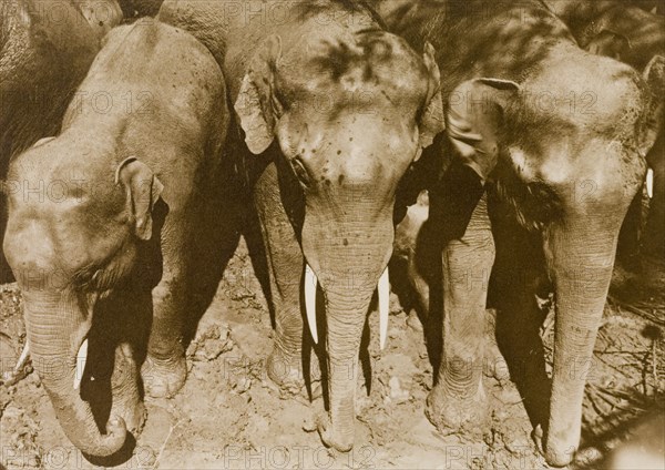 Promising young 'tuskers'. Three wild elephants wait in a stockade shortly after their capture from the the Kakankota Forests by the Maharajah of Mysore's hunting party. Karnataka, India, 1909., Karnataka, India, Southern Asia, Asia.