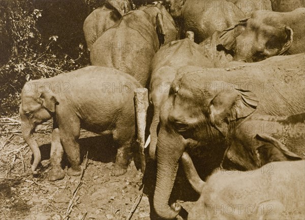 Captured herd. Wild elephants wait in a stockade shortly after their capture from the the Kakankota Forests by the Maharajah of Mysore's hunting party. Karnataka, India, 1909., Karnataka, India, Southern Asia, Asia.