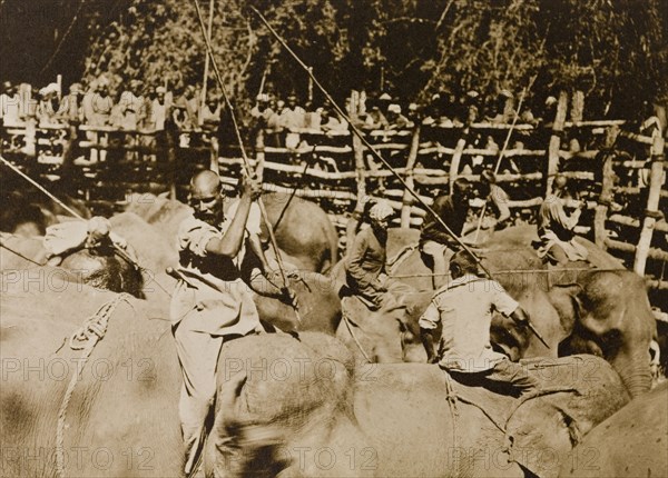 Koomkees' at work. Koomkees' (tame elephants) and their mahouts (elephant handlers) attempt to separate and restrain a newly impounded herd of wild elephants within a stockade. The herd was captured in the Kakankota Forests by the Maharajah of Mysore's hunting party. Karnataka, India, 1909., Karnataka, India, Southern Asia, Asia.