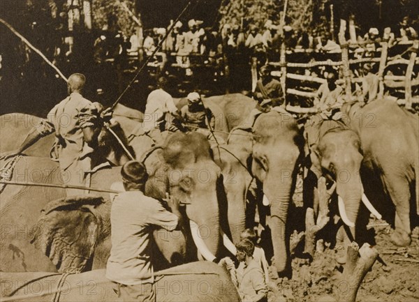 Koomkees' at work. Koomkees' (tame elephants) and their mahouts (elephant handlers) attempt to separate and restrain a newly impounded herd of wild elephants within a stockade. The herd was captured in the Kakankota Forests by the Maharajah of Mysore's hunting party. Karnataka, India, 1909., Karnataka, India, Southern Asia, Asia.