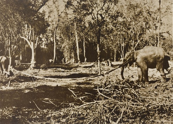 Tethered elephants. Several wild elephants are tethered to trees in a jungle clearing, captured by the Maharajah of Mysore's hunting party in the Kakankota Forests. Karnataka, India, 1909., Karnataka, India, Southern Asia, Asia.