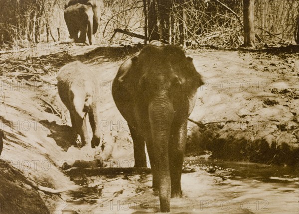 Elephants drinking. An Asian elephant (Elephas maximus) takes the opportunity to drink and wet its feet at a jungle watering hole located in the Kakankota Forests. Karnataka, India, 1909., Karnataka, India, Southern Asia, Asia.