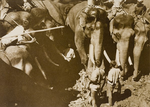 Restraining a single 'tusker'. Koomkees' (tame elephants) and their mahouts (elephant handlers) attempt to restrain a wild elephant contained within a stockade. This animal is part of a wild herd captured in the Kakankota Forests by the Maharajah of Mysore's hunting party. Karnataka, India, 1909., Karnataka, India, Southern Asia, Asia.