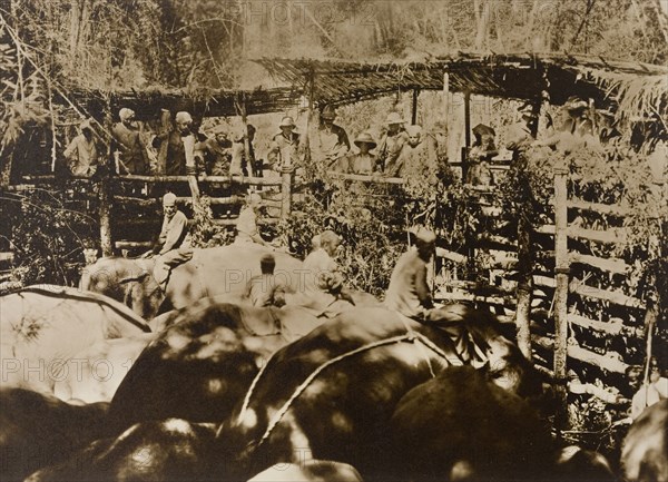 Maharajah and guests at the stockade. The Maharajah of Mysore (Krishna Raja Wadiyar IV, 1884-1940) and his guests, Lord and Lady Minto, watch as a herd of wild elephants captured in the Kakankota Forests are restrained in a stockade beneath them. Karnataka, India, 1909., Karnataka, India, Southern Asia, Asia.