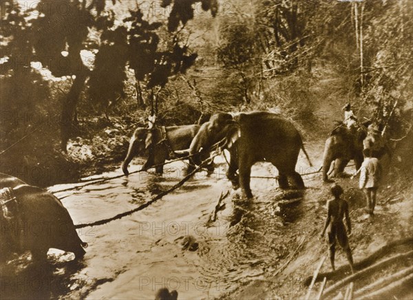 Captured elephants. Koomkees' (tame elephants) and their mahouts (elephant handlers) tow a number of newly captured wild elephants to the river to drink. These animals were part of a wild herd captured in the Kakankota Forests by the Maharajah of Mysore's hunting party. Karnataka, India, 1909., Karnataka, India, Southern Asia, Asia.
