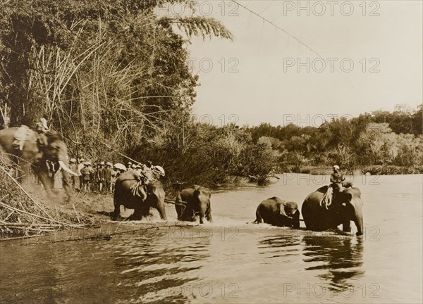 Captured elephants. The Maharajah of Mysore (Krishna Raja Wadiyar IV, 1884-1940) and his guests, Lord and Lady Minto, watch from a river bank in the Kakankota Forests as 'koomkees' (tame elephants) persuade a group of newly captured wild elephants to drink. Karnataka, India, 1909., Karnataka, India, Southern Asia, Asia.