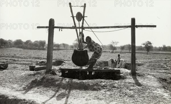 Cattle drawing water, India. An Indian woman steadies a leather bag full of water as it is hoisted from an underground well by two cattle. India, circa 1940. India, Southern Asia, Asia.