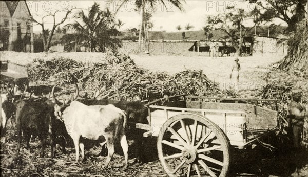 Jamiacan sugar cane cart. Two long horned cattle are yoked together to an empty cart, ready to be loaded with newly harvested sugar cane. Jamaica, circa 1905. Jamaica, Caribbean, North America .
