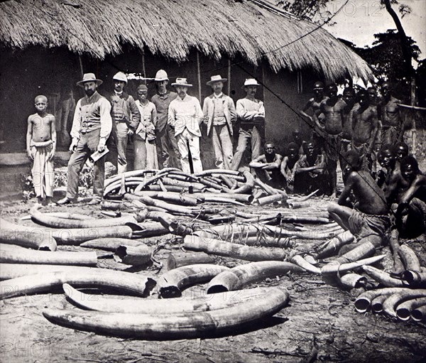 A herd destroyed'. A group of European men pose beside a haul of ivory: their Congolese slaves crouch nearby. Congo Free State (Democratic Republic of Congo), circa 1905. Congo, Democratic Republic of, Central Africa, Africa.