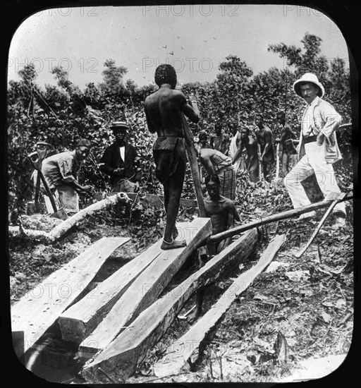 Slaves splitting timber. A European supervisor oversees a group of Congolese slaves as they work splitting timber in a forest. Congo Free State (Democratic Republic of Congo), circa 1905. Congo, Democratic Republic of, Central Africa, Africa.