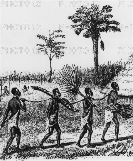 Slaves collecting brushwood. Four male slaves collect brushwood chained together by the neck. Central Africa, circa 1900., Central Africa, Africa.